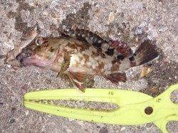 林崎漁港で穴子狙いのぶっ込み釣り　タコにガシラも