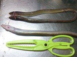 林崎漁港で穴子狙いのぶっ込み釣り　タコにガシラも