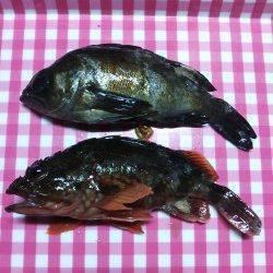 今年初メバルとガシラに出会えて良かった