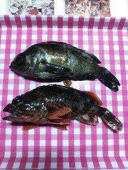 今年初メバルとガシラに出会えて良かった