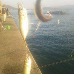 田ノ浦漁港　サビキのアジは絶好調　エサ無しでも反応