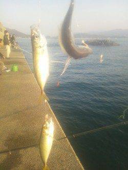 田ノ浦漁港　サビキのアジは絶好調　エサ無しでも反応