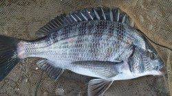 濱ノ瀬漁港、昼からの上げ潮狙いで今年、初チヌGET