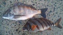 濱ノ瀬漁港、昼からの上げ潮狙いで今年、初チヌGET