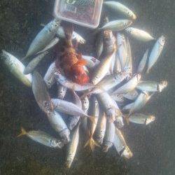 田ノ浦漁港　サビキのアジは絶好調　エサ無しでも反応