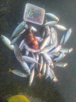 田ノ浦漁港　サビキのアジは絶好調　エサ無しでも反応