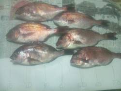 釣り納めは和歌山マリーナシティの海洋釣堀で…