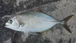 昼からの上げ潮狙いでの釣行でシマアジＧＥＴ…