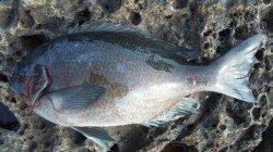 大島の磯でグレ、昼から潮が動きだすとアタリました！