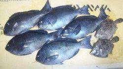 大島の磯でグレ、昼から潮が動きだすとアタリました！