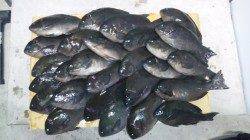 串本・萩尾の磯グレ、朝からアタリ連発で27匹！