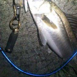 3連続バラシ後の海からのお年玉シーバス65㎝^^v