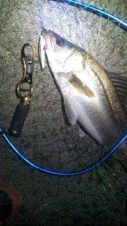 3連続バラシ後の海からのお年玉シーバス65㎝^^v