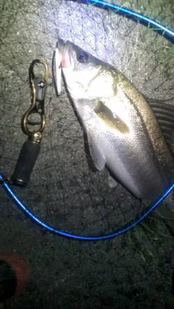 3連続バラシ後の海からのお年玉シーバス65…