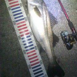 3連続バラシ後の海からのお年玉シーバス65㎝^^v