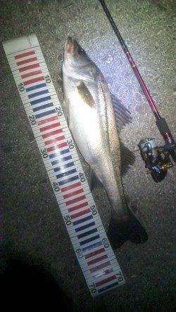 3連続バラシ後の海からのお年玉シーバス65㎝^^v