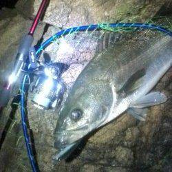 シーバス産卵前の荒食いで磯周りのシャローエリアが絶好調！！