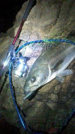 シーバス産卵前の荒食いで磯周りのシャローエリアが絶好調！！