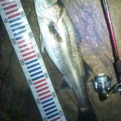 シーバス産卵前の荒食いで磯周りのシャローエリアが絶好調！！