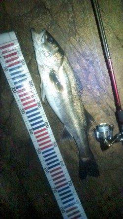 シーバス産卵前の荒食いで磯周りのシャローエリアが絶好調！！