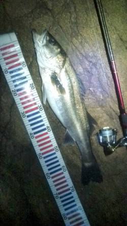 シーバス産卵前の荒食いで磯周りのシャローエ…