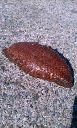 大蔵海岸へ日中と、夜に二度でかけました