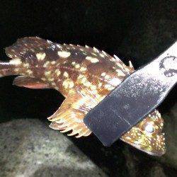 貝塚で今年初メバリング釣行　ガシラの釣果