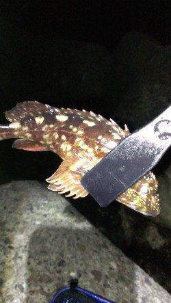 貝塚で今年初メバリング釣行　ガシラの釣果