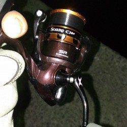 貝塚で今年初メバリング釣行　ガシラの釣果