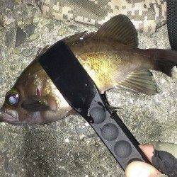 におい系ワームで立て続けにメバルヒット