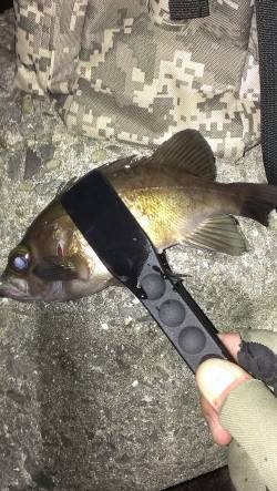 におい系ワームで立て続けにメバルヒット