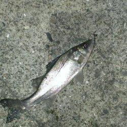 岸和田港でメバリング、ボトムでセイゴがかかりました