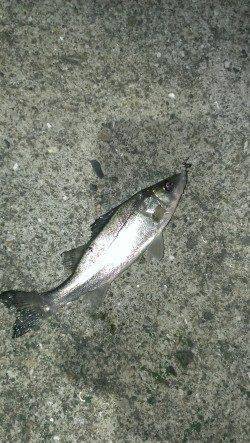 岸和田港でメバリング、ボトムでセイゴがかかりました