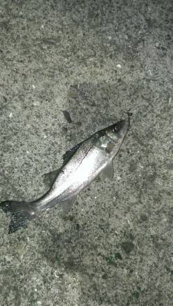 岸和田港でメバリング、ボトムでセイゴがかか…