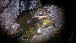 みなべエリアでエギング、0時過ぎてキロアップ↑