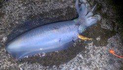 みなべエリアでエギング、0時過ぎてキロアップ↑