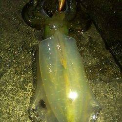 みなべでエギング、アオリイカの他ヤリイカ・タコ