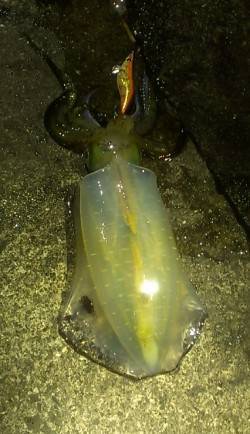 みなべでエギング、アオリイカの他ヤリイカ・…