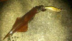 みなべでエギング、アオリイカの他ヤリイカ・タコ