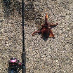 富田の磯場にて待望のキロアップアオリイカ♪