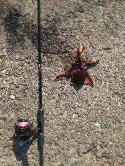 富田の磯場にて待望のキロアップアオリイカ♪