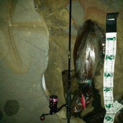 富田の磯場にて待望のキロアップアオリイカ♪