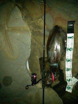 富田の磯場にて待望のキロアップアオリイカ♪