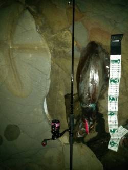 富田の磯場にて待望のキロアップアオリイカ♪…