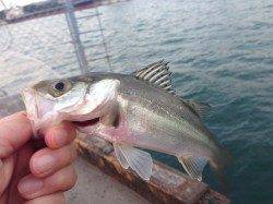 大阪南港でエビ撒きハネ釣り、今年初釣果に満足