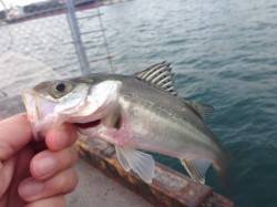 大阪南港でエビ撒きハネ釣り、今年初釣果に満…