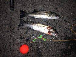 大阪南港でエビ撒きハネ釣り、今年初釣果に満足