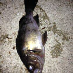 中層スローリトリーブでメバルの強烈なアタリ