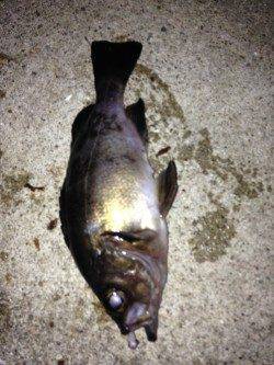 中層スローリトリーブでメバルの強烈なアタリ