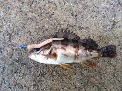 京丹後西部エリアでのデイメバリング釣果